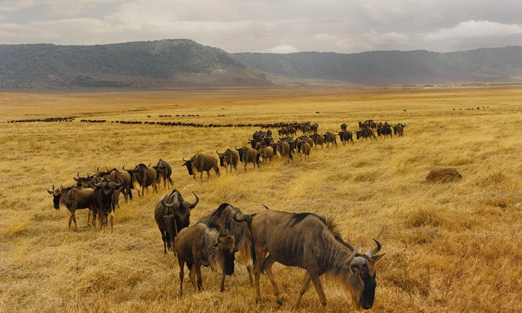 Conseils et organisation de voyage en Tanzanie