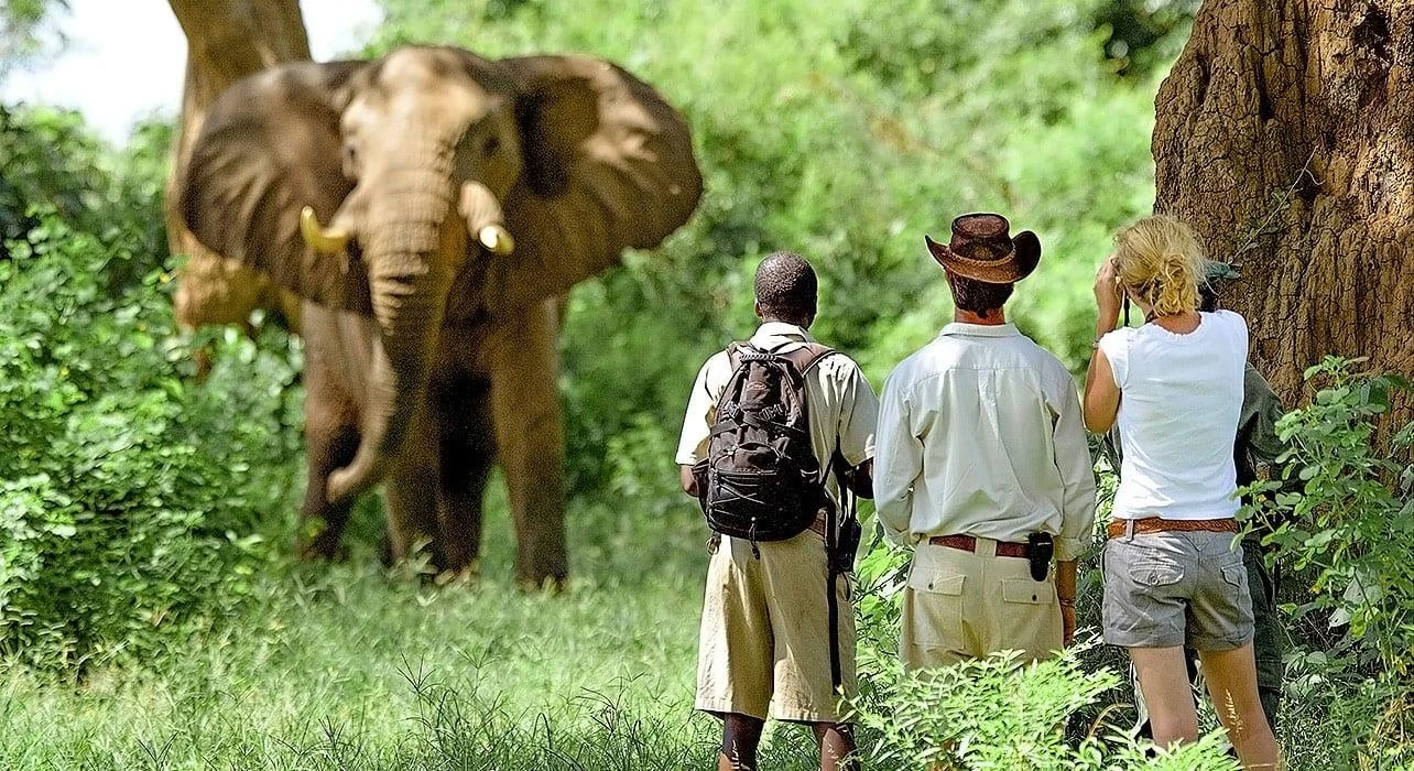 Safaris animaliers en Tanzanie