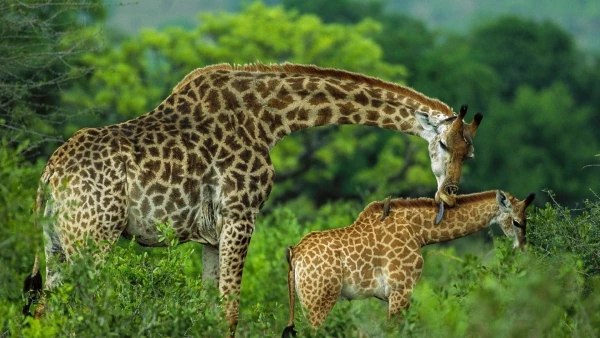 Arusha Np