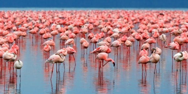 Excursion d'une journée au parc national du lac Manyara