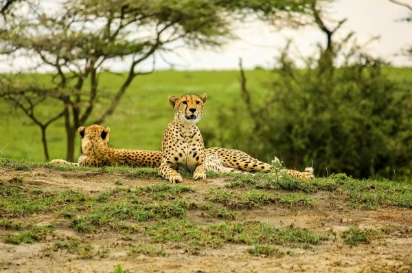 Serengeti