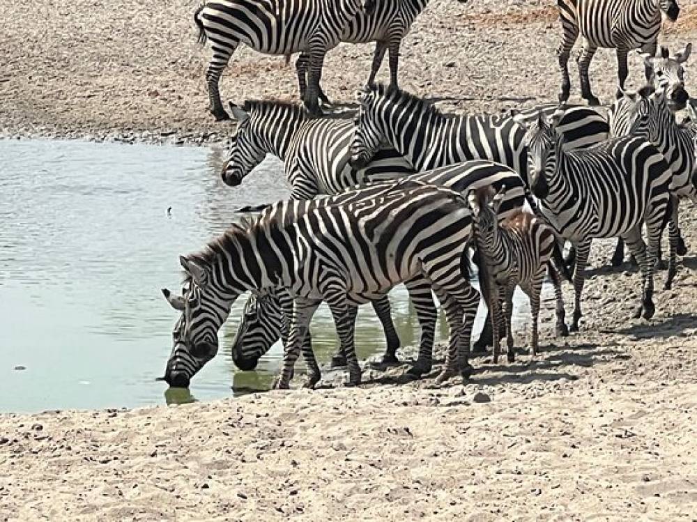 Safari de 10 jours sur la grande migration, la culture et les lacs acides