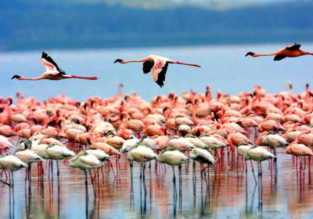 Circuit de 2 jours sur le lac Natron