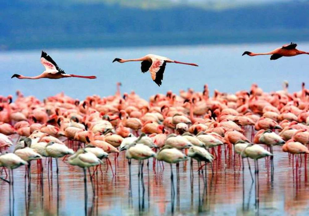 Circuit de 2 jours sur le lac Natron