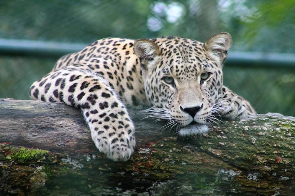 Tarangire, Serengeti et cratère du Ngorongoro, milieu de gamme, 8 jours