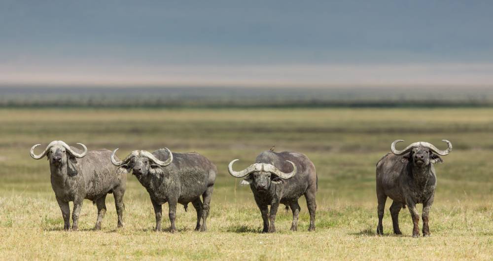 7 jours en Tanzanie en voiture dans un safari de luxe en avion