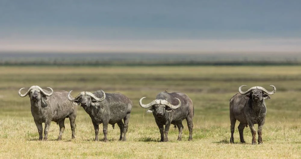 7 jours en Tanzanie en voiture dans un safari de luxe en avion
