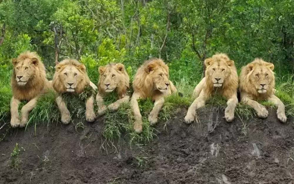 Circuit intermédiaire de 4 jours à Tarangire, Ngorongoro et Kilimandjaro
