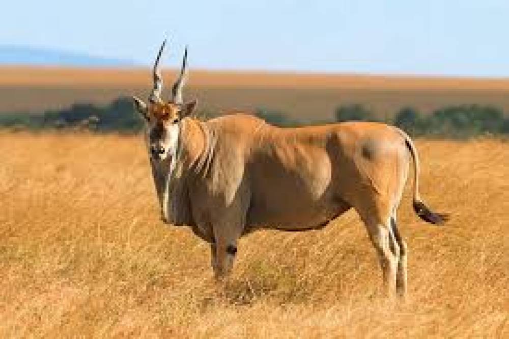 Tarangire, Manyara, Ngorongoro et lac Eyasi, 6 jours