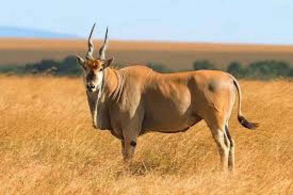 Tarangire, Manyara, Ngorongoro et lac Eyasi, 6 jours