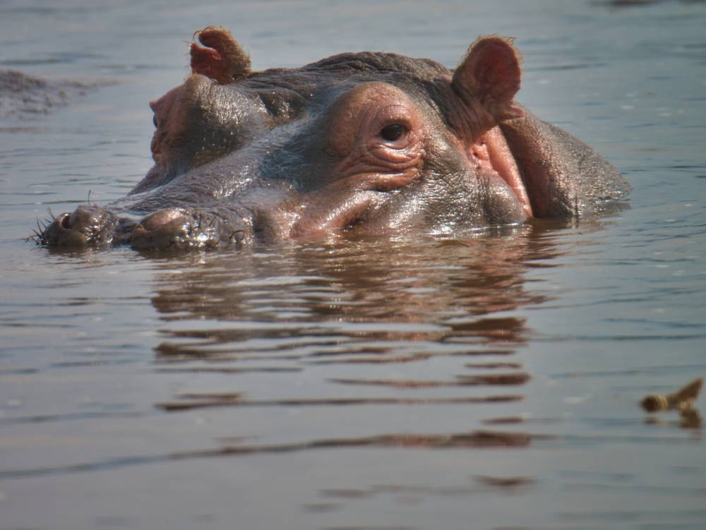 Safari Tarangire, Serengeti, Cratère du Ngorongoro - 8 Jours