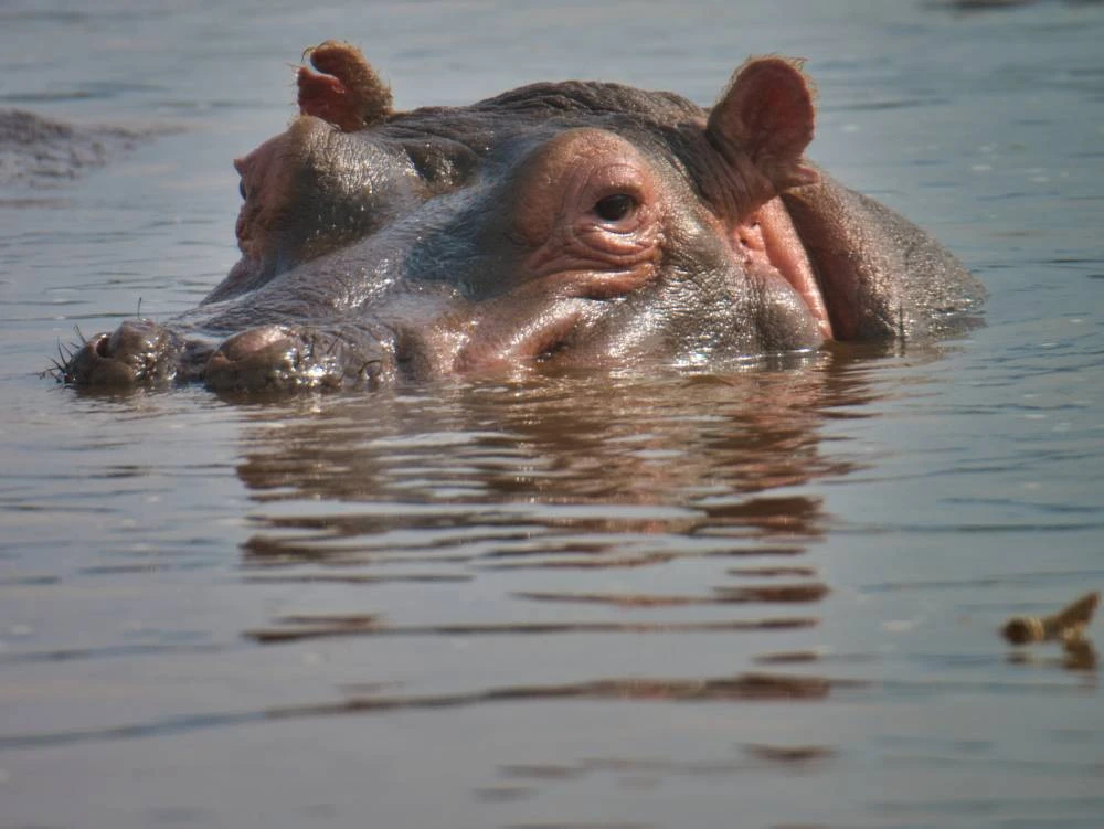 Safari Tarangire, Serengeti, Cratère du Ngorongoro - 8 Jours