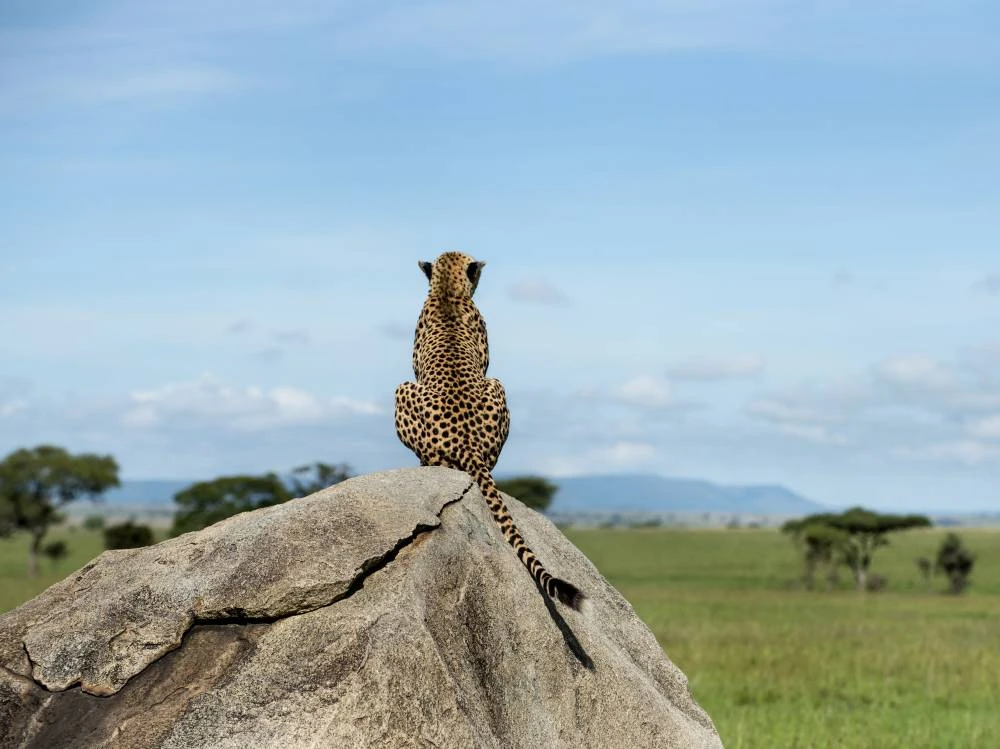 Serengeti, Ngorongoro, Tarangire et Kilimandjaro, 9 jours