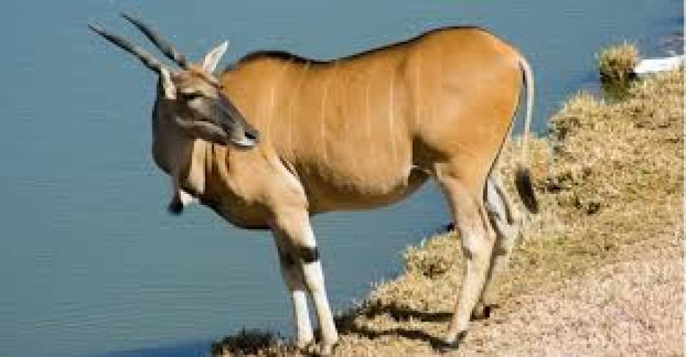 Serengeti Fly in, Fly out Safari de 4 jours (milieu de gamme)