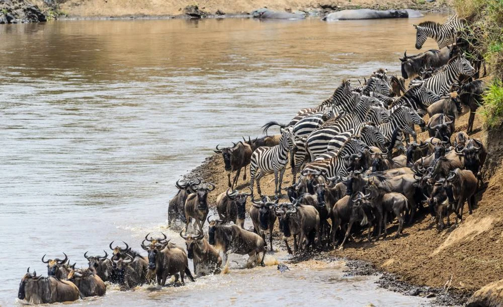 Safari de grande migration de 8 jours