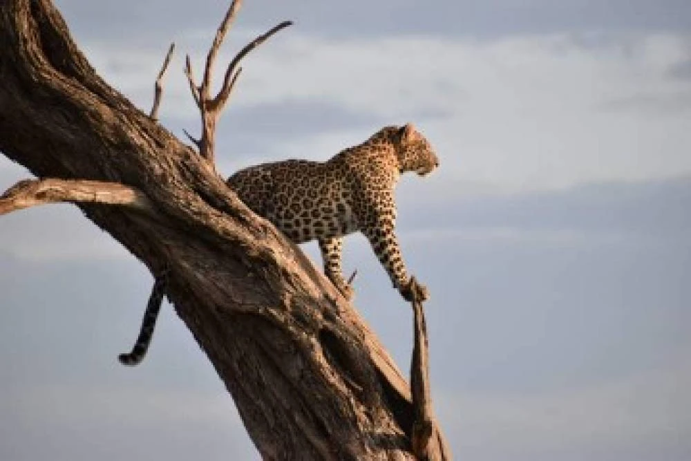 Safari de luxe en avion de 3 jours