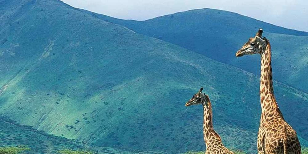 Safari multidimensionnel de milieu de gamme de 7 jours