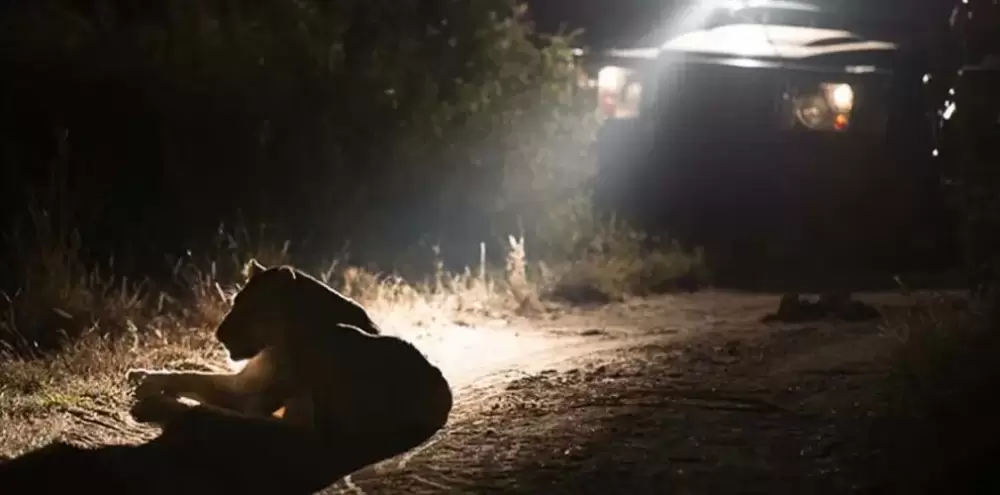 Un safari de nuit dans le lac Manyara Np