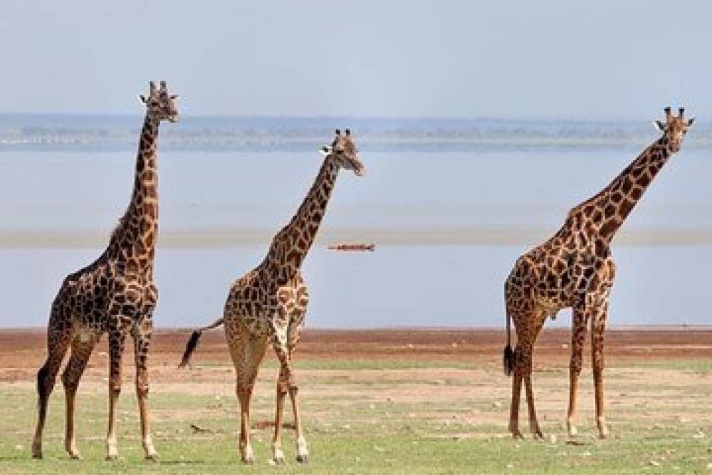 Safari en pleine nature de 10 jours - Lac Victoria - Kilimandjaro (Lodge Safari)