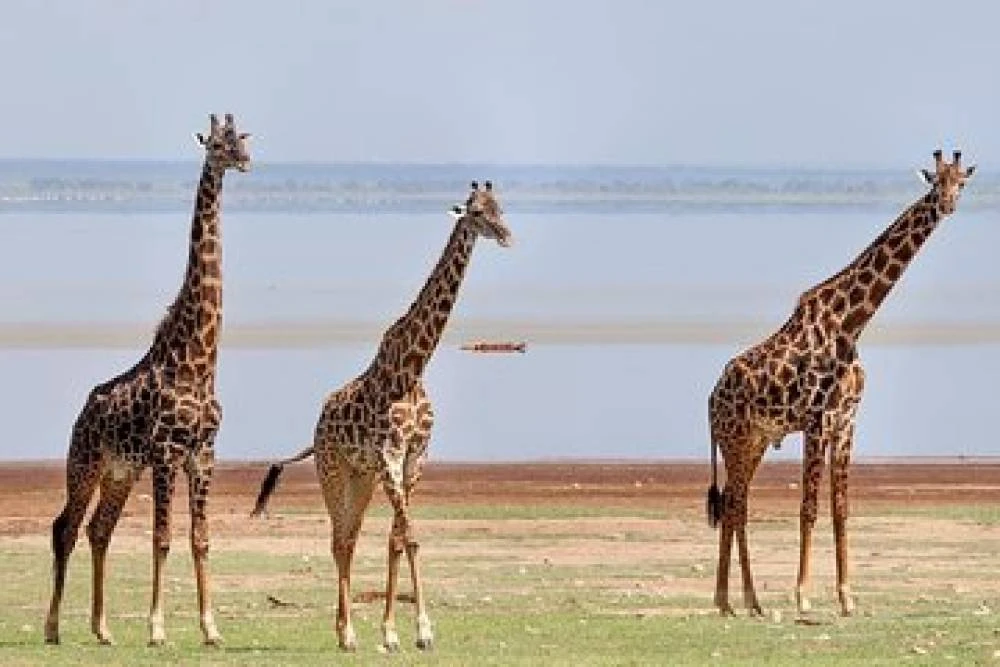 Safari en pleine nature de 10 jours - Lac Victoria - Kilimandjaro (Lodge Safari)