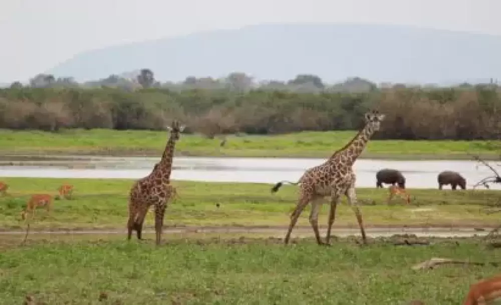 Safari multidimensionnel en Tanzanie de 7 jours, (Budget)