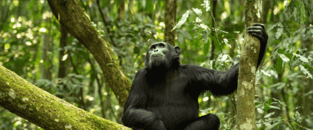 Expérience de 3 jours en randonnée avec des chimpanzés à Gombe