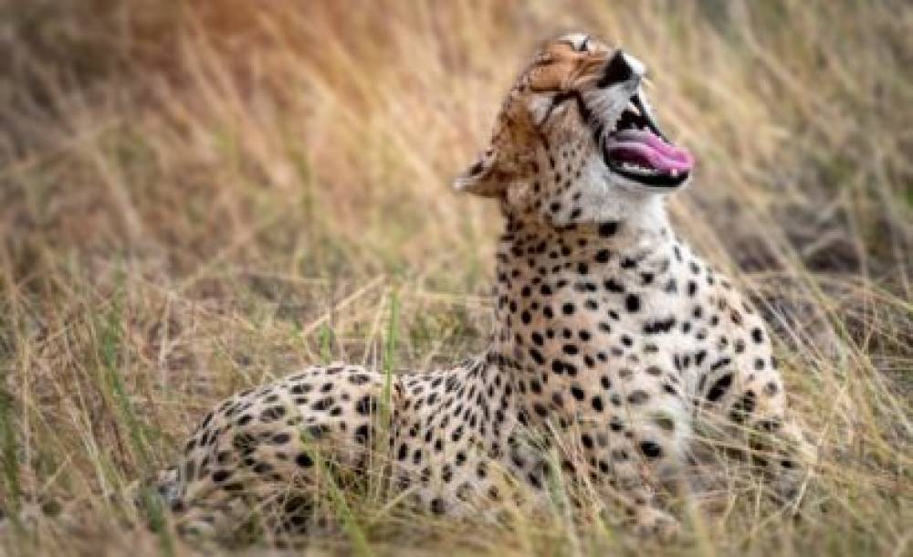 Safari animalier d'une journée au parc national d'Arusha