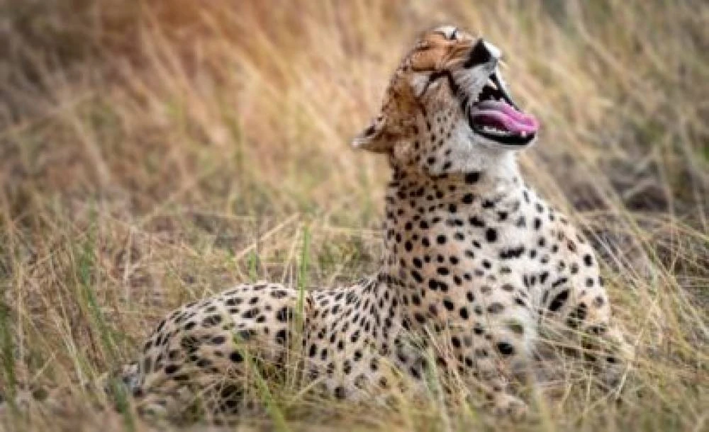 Safari animalier d'une journée au parc national d'Arusha