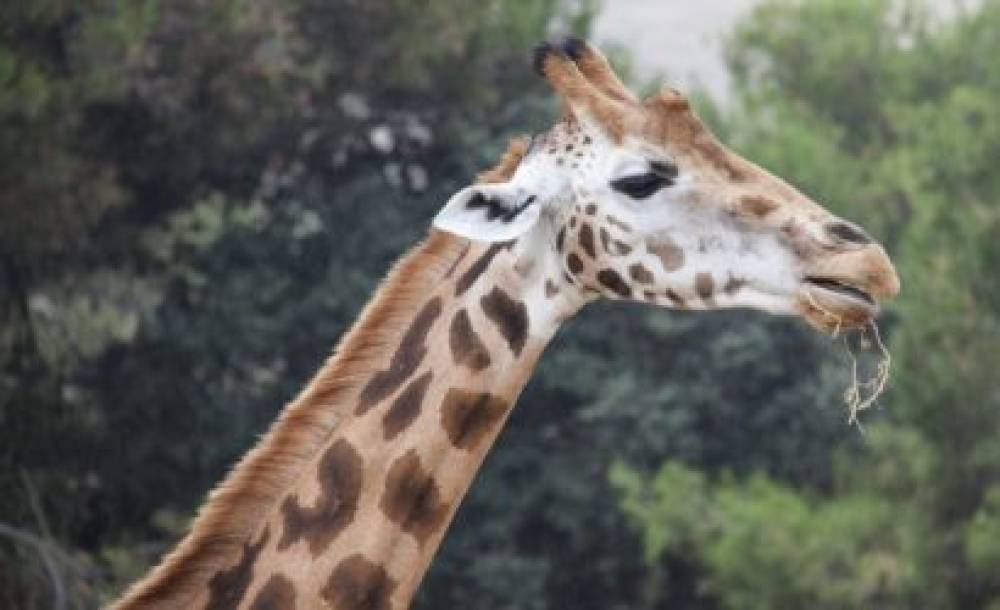 Aventure faunique de 4 jours dans le parc national de Ruaha