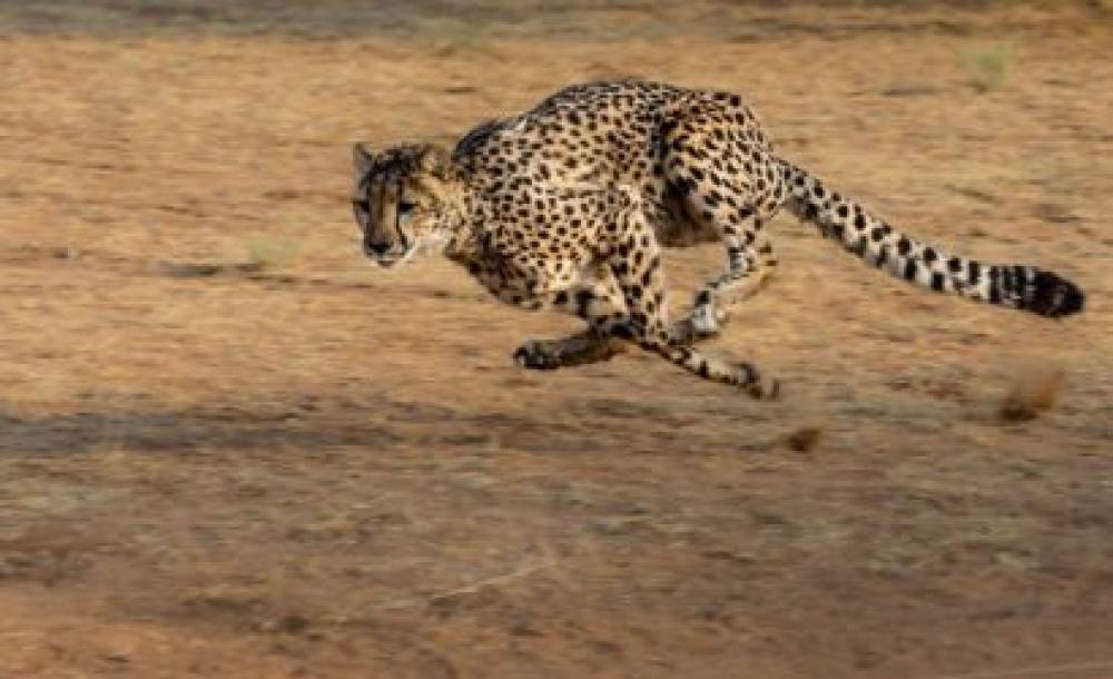 Safari de milieu de gamme de 5 jours au Serengeti et au Ngorongoro