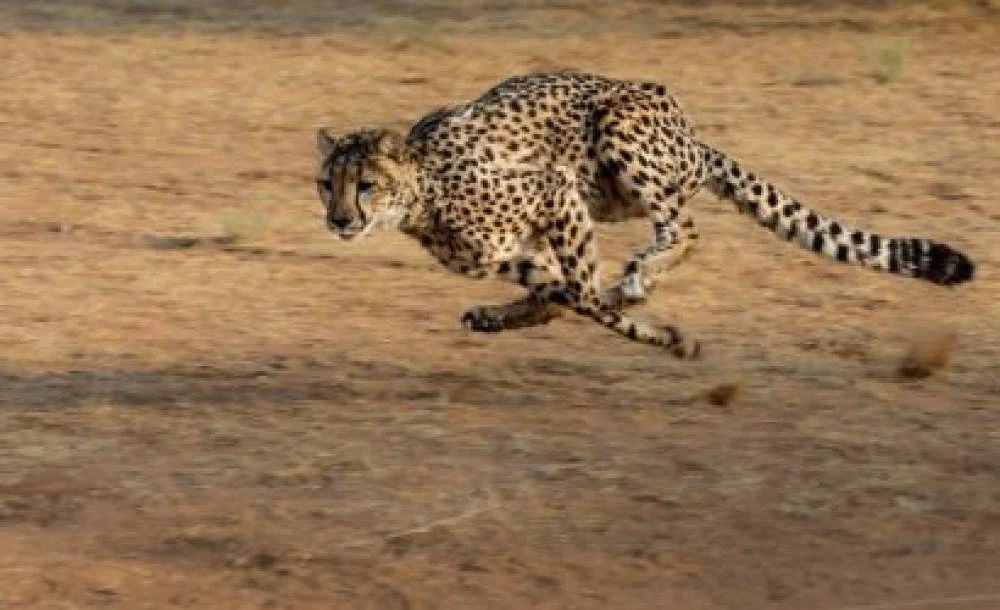 Safari de milieu de gamme de 5 jours au Serengeti et au Ngorongoro