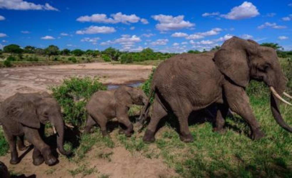 Safari de milieu de gamme de 6 jours en Tanzanie