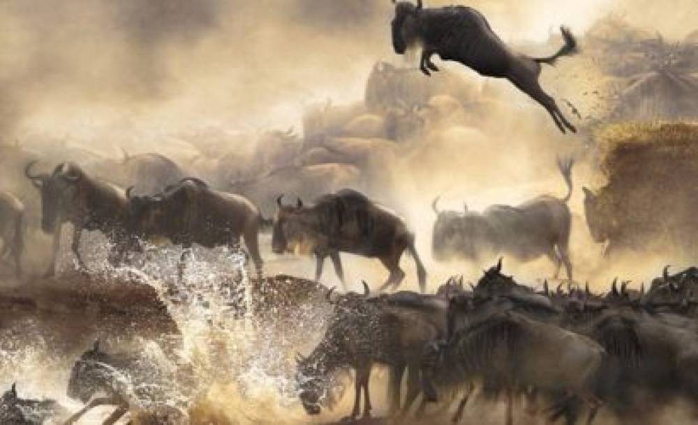 Safari de 4 jours pendant la saison de mise bas en migration