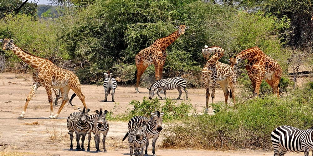 Big 5 Africain (Budget) - 9 Jours